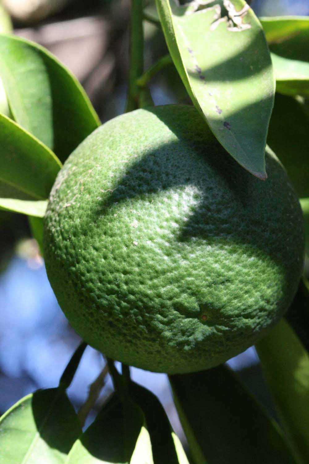            Immature fruit (Riverside, CA)   